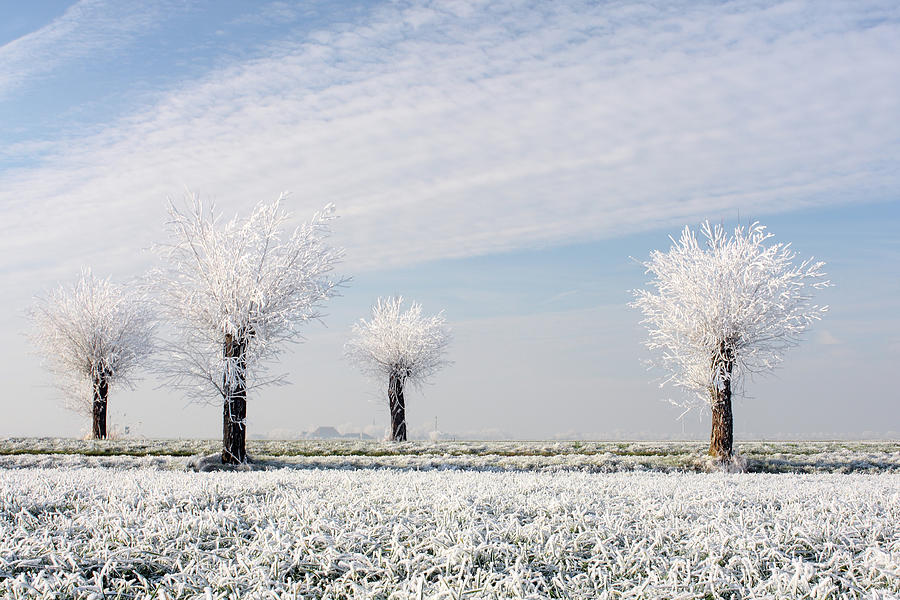 Four White Willows Photograph by Marceltb