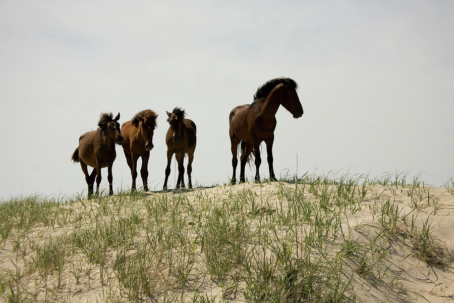 Horse Photograph - Four Wild Banker Ponies Standing On A by Sean Russell