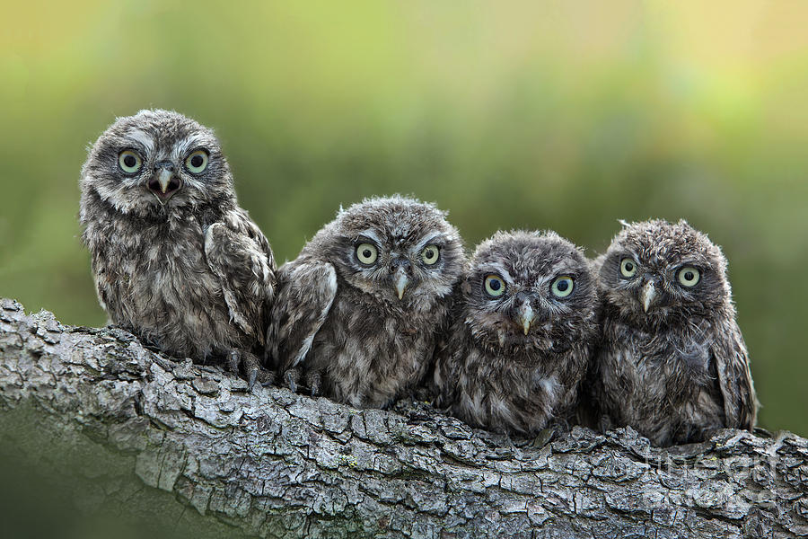 Owl Photograph - Foursome by Michael Milfeit