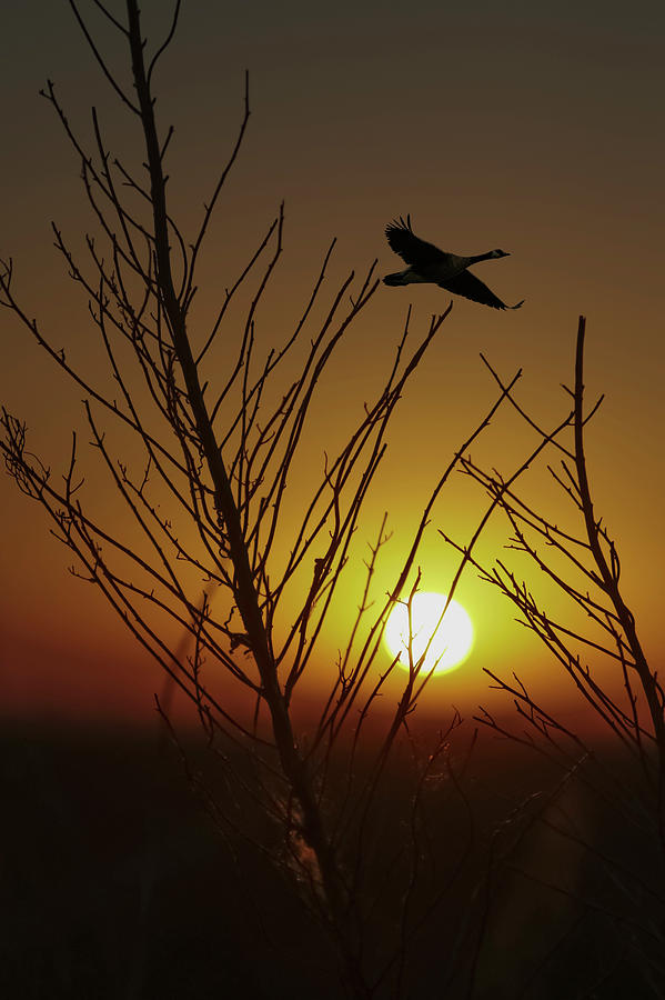 Fowl Morning by Wes Jimerson Fowl Morning by Wes Jimerson