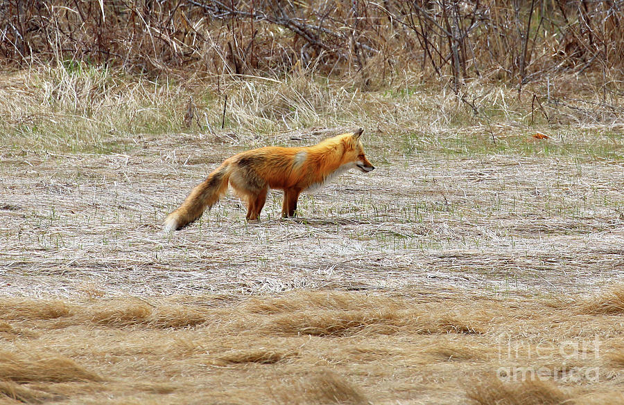 Fox 5796 Photograph by Jack Schultz