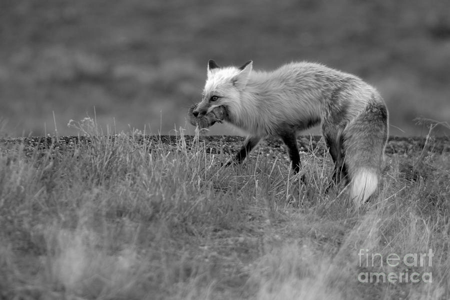 Fox After The Hunt Black And White Photograph by Adam Jewell