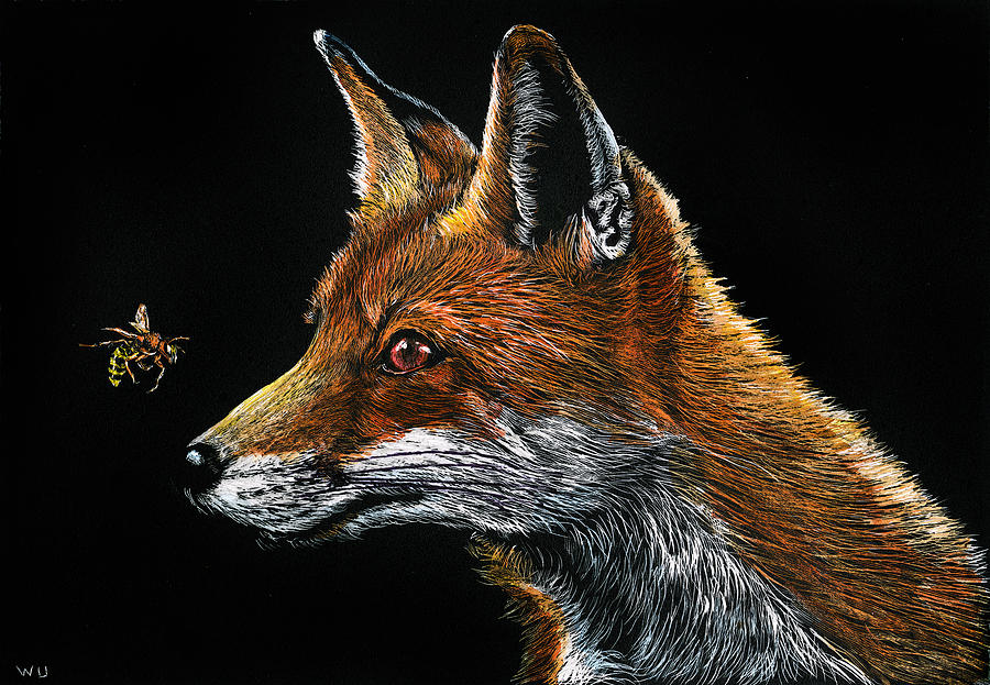 Fox and Hornet Drawing by William Underwood Fox and Hornet Drawing by William Underwood