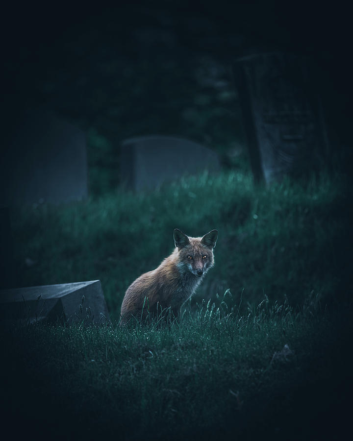 Fox at Night Photograph by Guy Coniglio