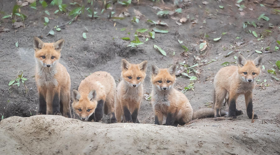 Fox Baby Photograph by Qing Li