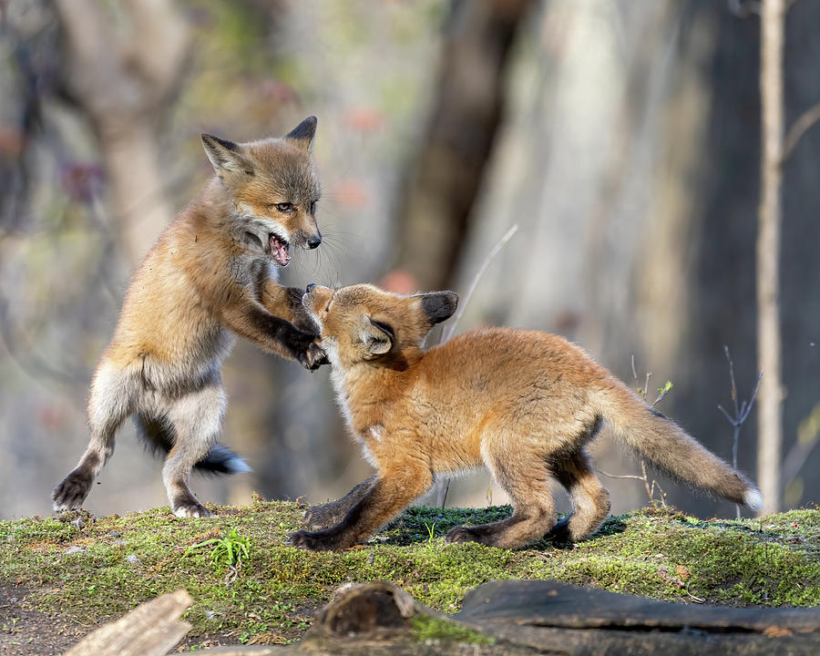 Fox Battle Photograph by James Overesch