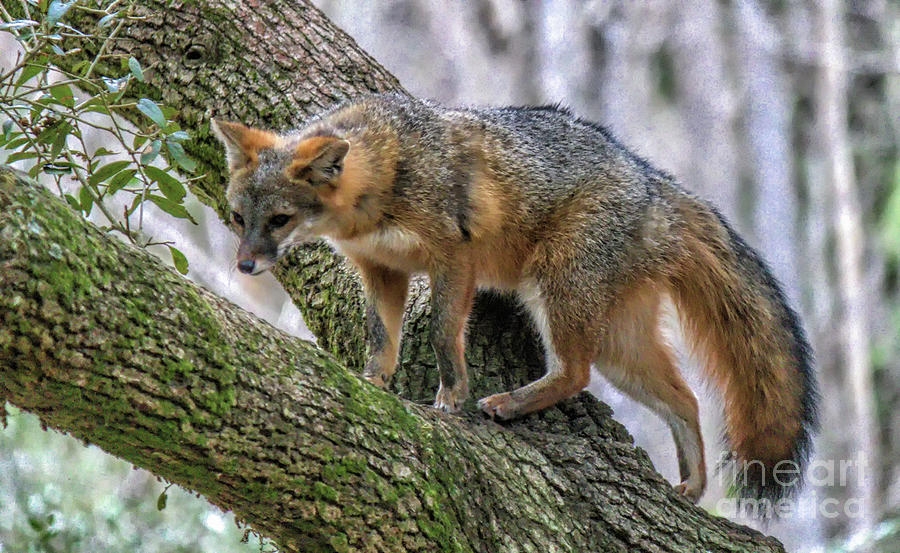 Nature Photograph - Fox Climbing A Tree by Paulette Thomas