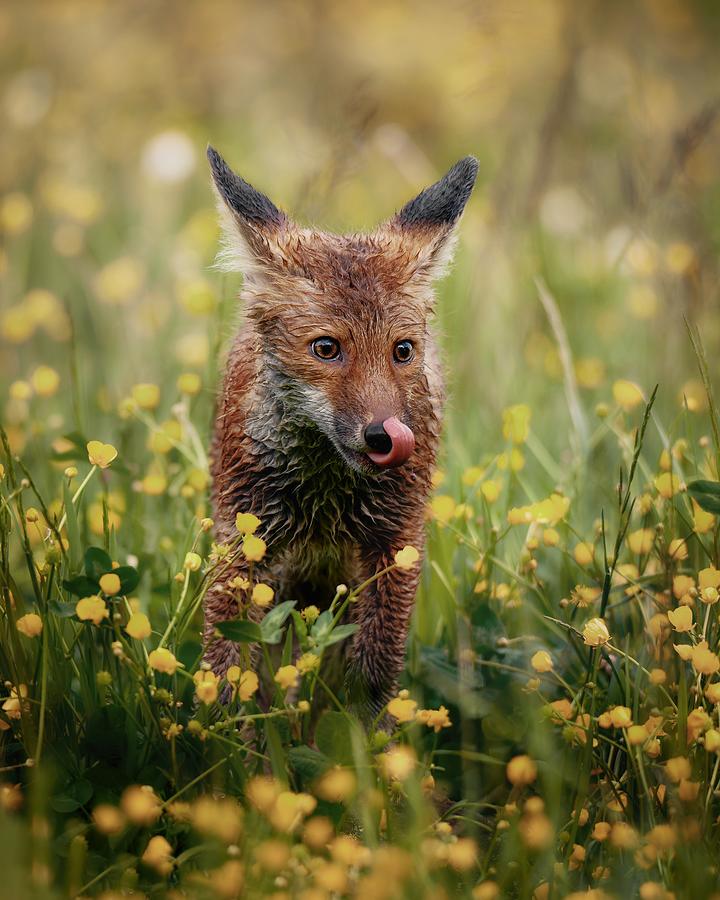 Fox Cub In Rainy Meadow Photograph by Michaela Fireov