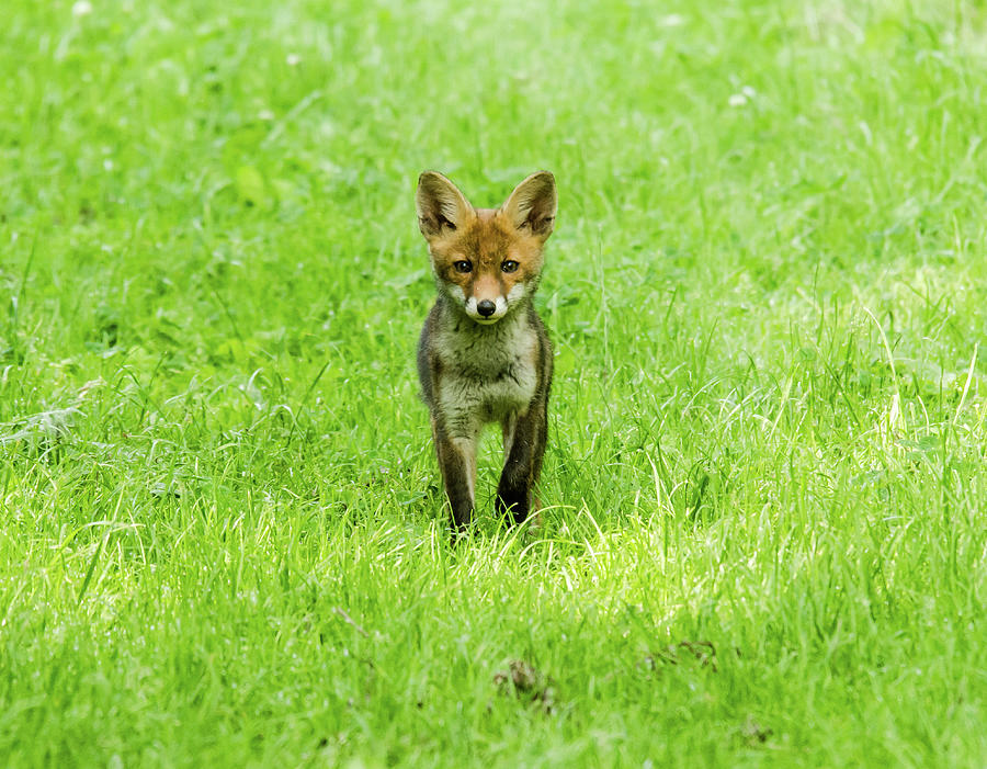 Fox Cub Photograph by Ron-pics Images
