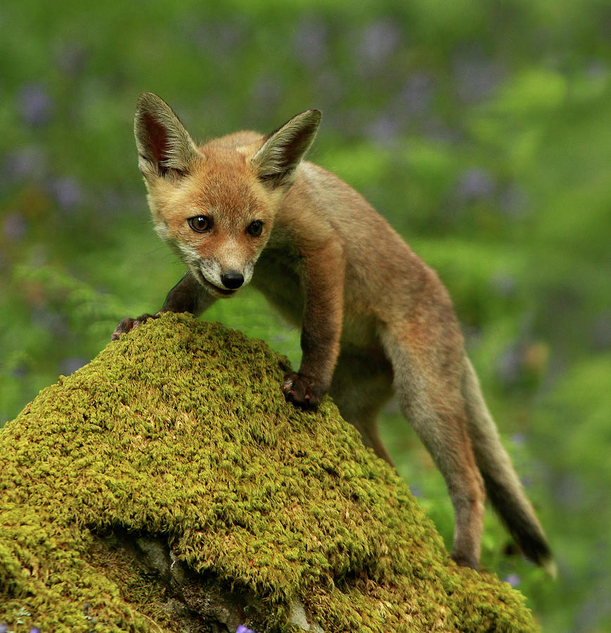 Fox Cub Photograph by Vic. Parsons.