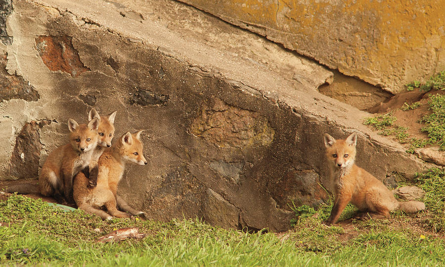Animal Photograph - Fox Cubs I by Aledanda
