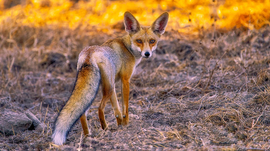 Fox Photograph by David Manusevich