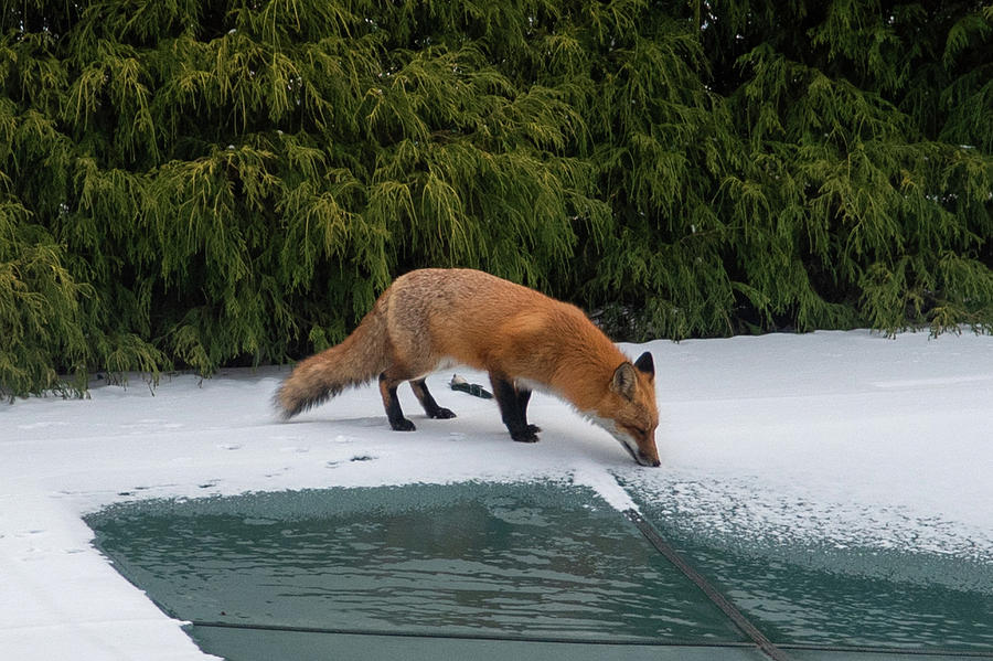 Fox drinking from pool in the winter Photograph by Tomek Kleczek Fine