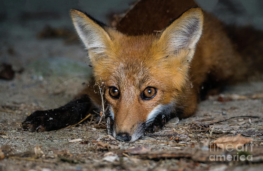 Fox Eyes Photograph by Joann Long