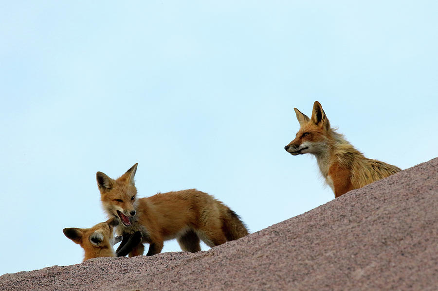 Fox Family Fun 2 Photograph by Brook Burling