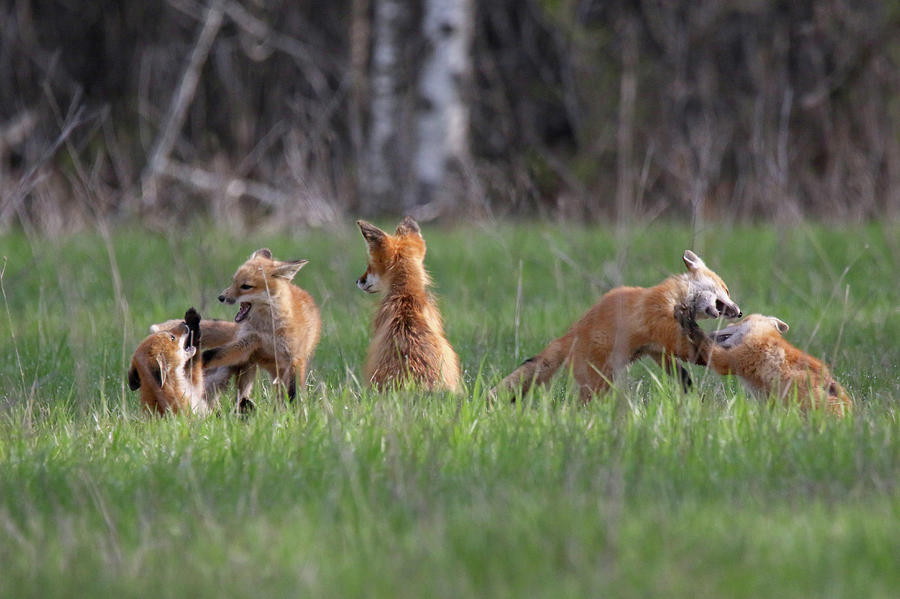 Fox Family Fun Photograph by Brook Burling