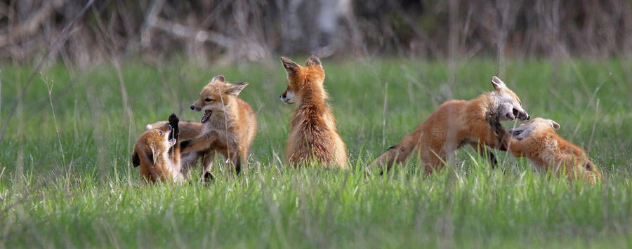 Fox Family Panoramic Photograph by Brook Burling