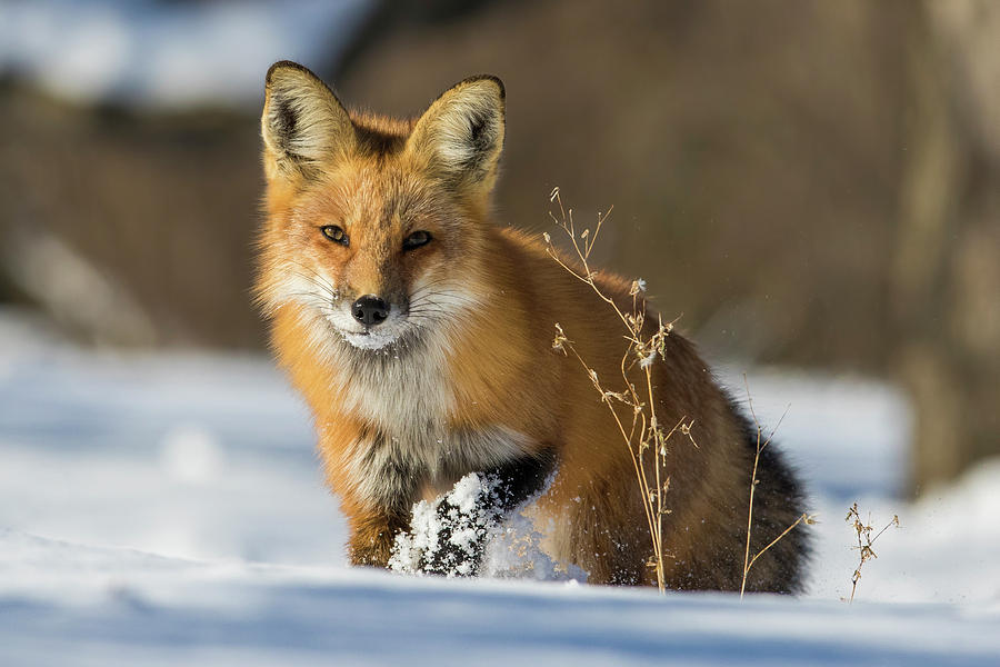 Fox hunting in winter Photograph by Mircea Costina Photography - Pixels