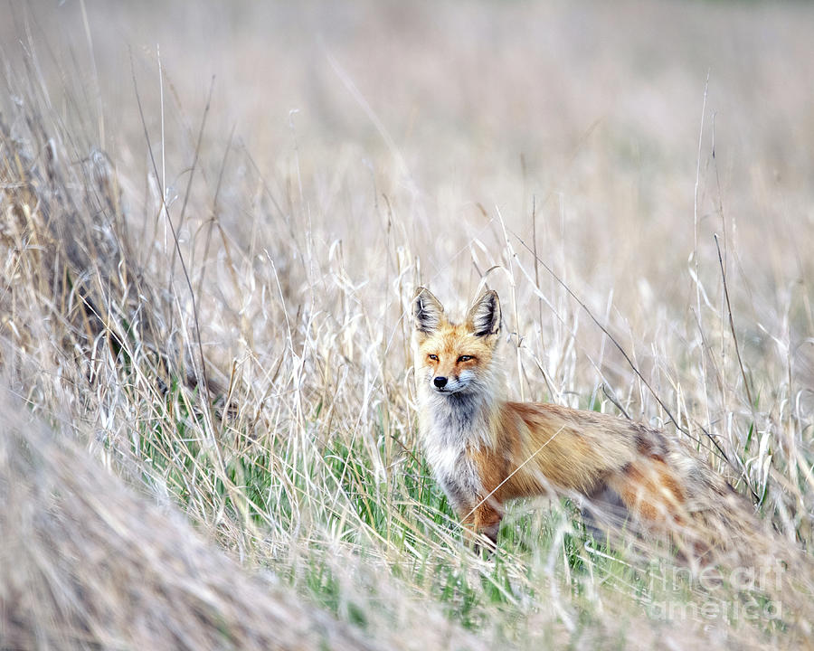 Fox in Field Photograph by Shannon Carson