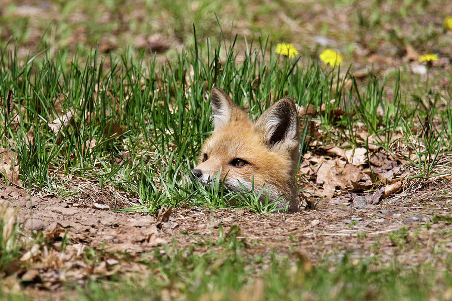 Fox In Hole Photograph by Brook Burling