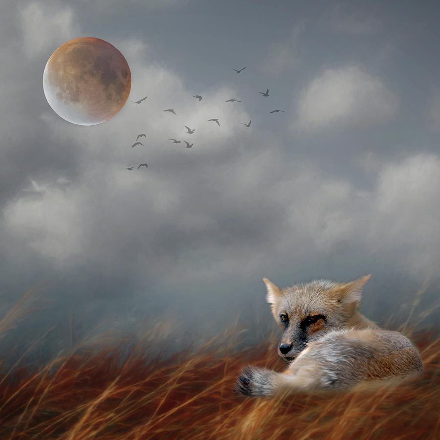 Fox In Moonlight Square Photograph