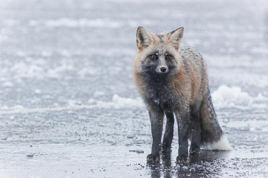 Fox In Snow Photograph by Simons Photo