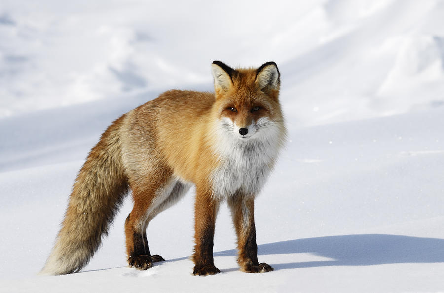 Fox In Snowdrift Photograph by Dmitrynd