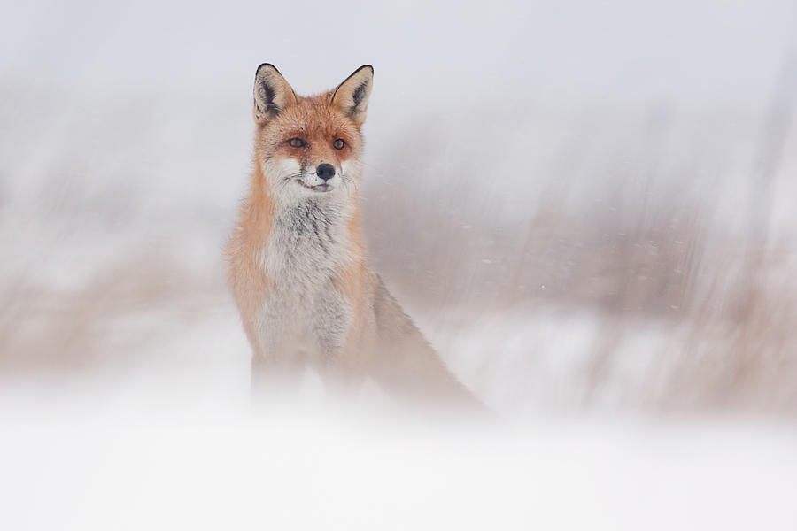Fox In Snowstorm Photograph by Sandor Jakab