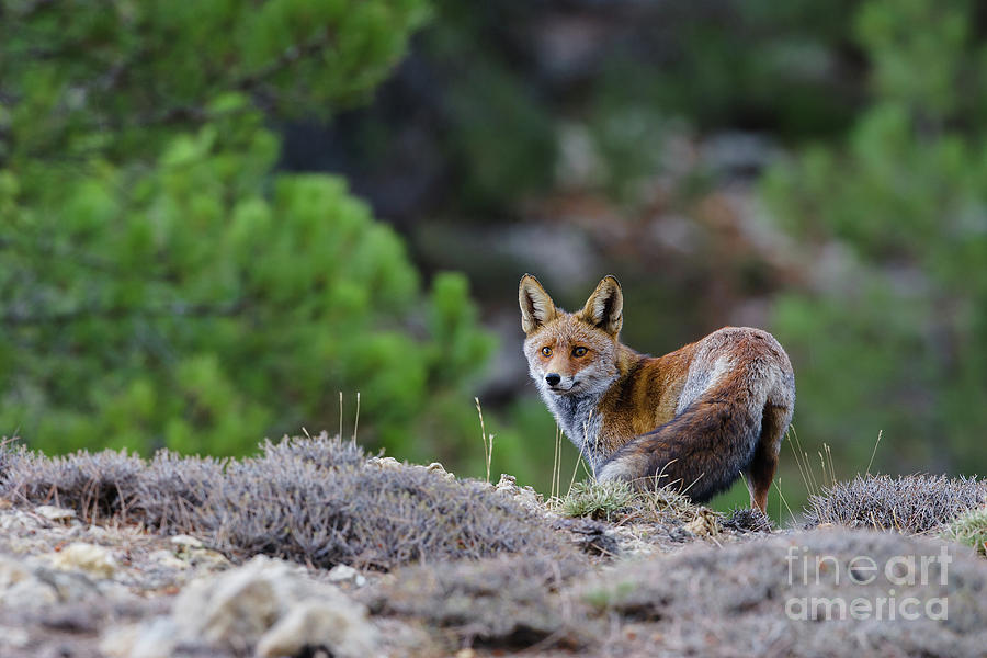 Fox in the forest Photograph by Juan Carlos Ballesteros