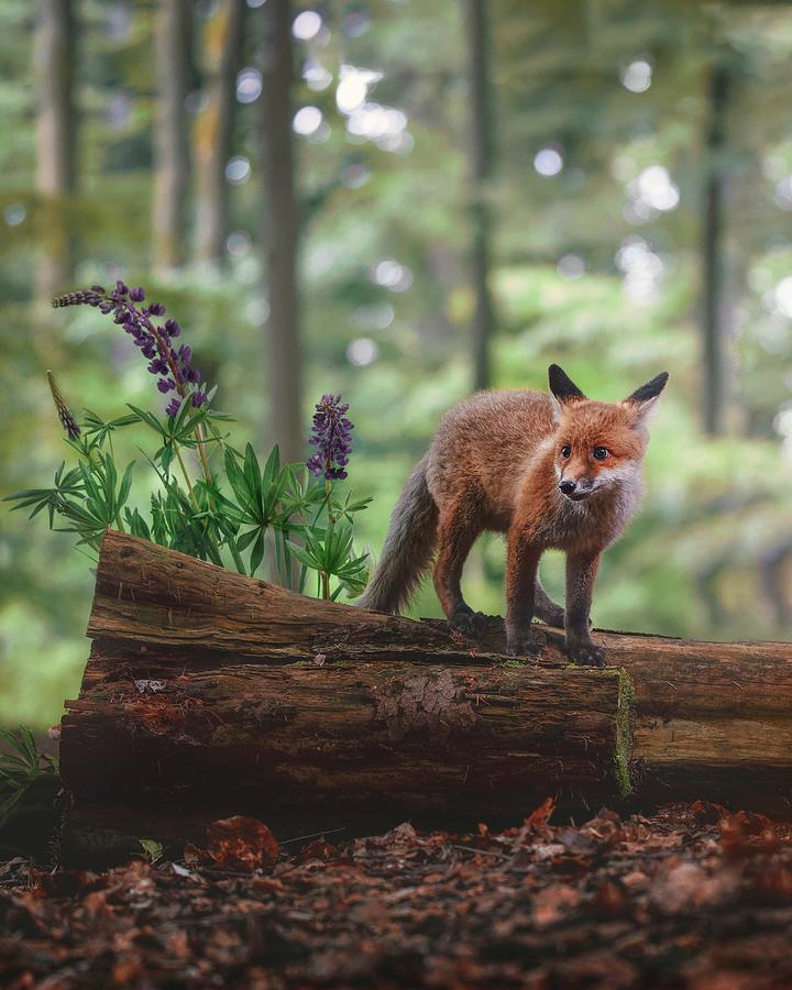 Fox In The Forest Photograph by Michaela Firešová - Fine Art America