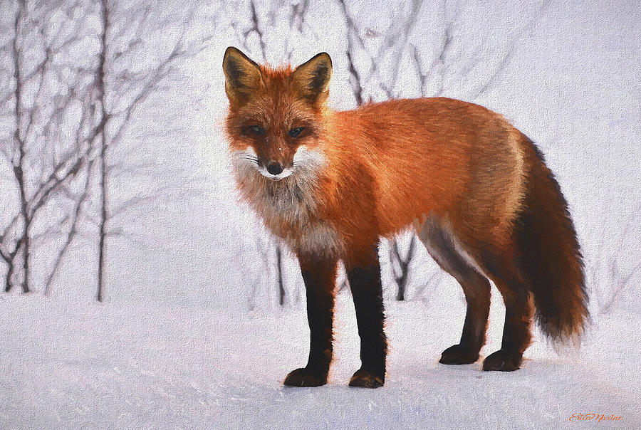 Fox in the Snow 588 - Painted by Ericamaxine Price Fox in the Snow 588 - Painted by Ericamaxine Price