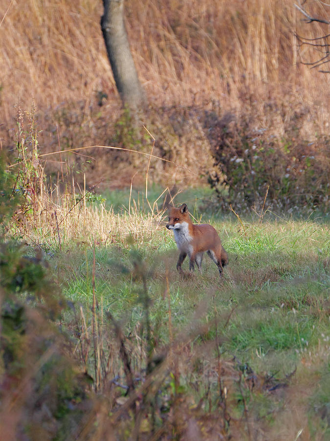 Fox in the wild Photograph by Paul Ross