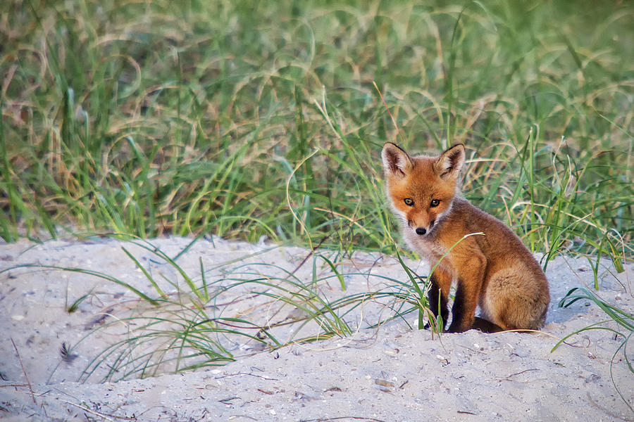Red Fox Kit on Carrot Island Photograph by Bob Decker