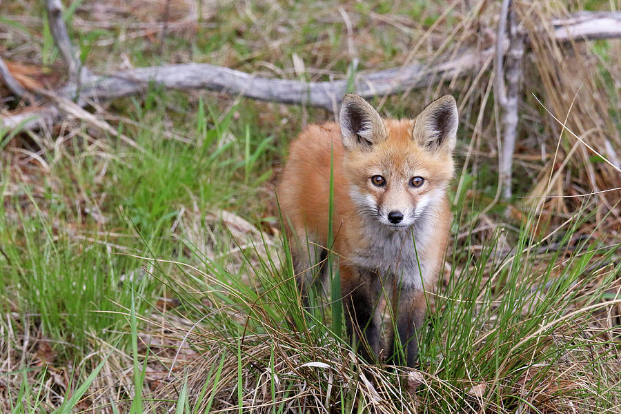 Fox Kit Cuteness Photograph by Brook Burling