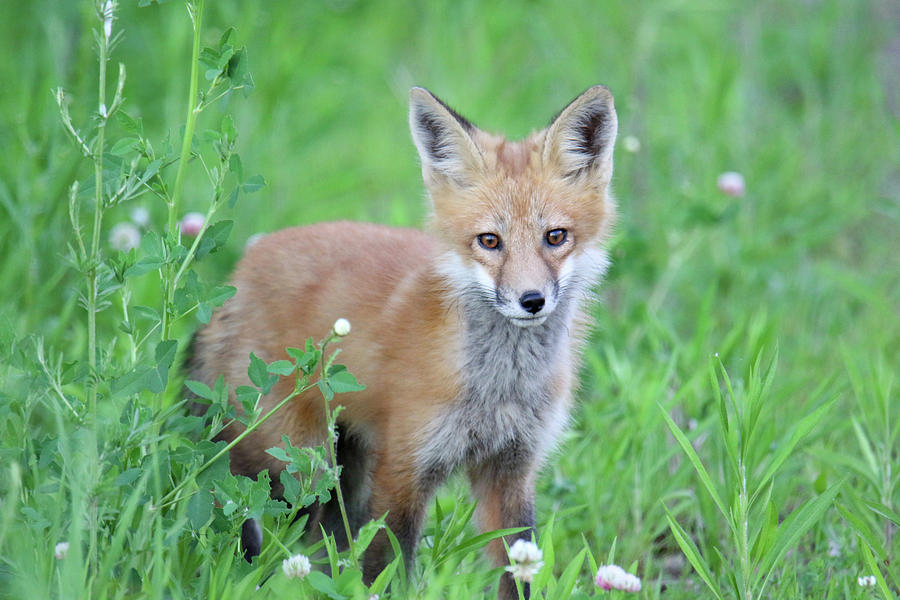 Fox Kit Cutie Photograph by Brook Burling