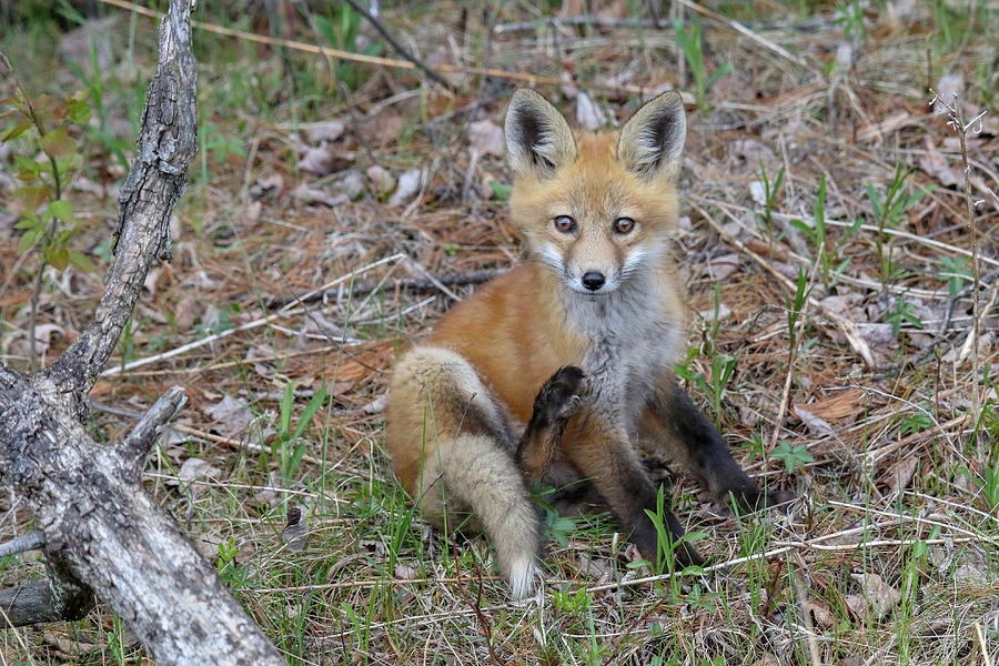 Fox Kit Footie Photograph by Brook Burling