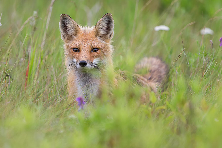 Wildlife Photograph - Fox Kit In The Meadow by Gary Zeng