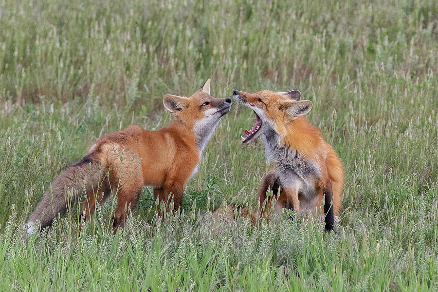 Fox Kit Inspects Its Mothers Mouth Photograph by Tony Hake