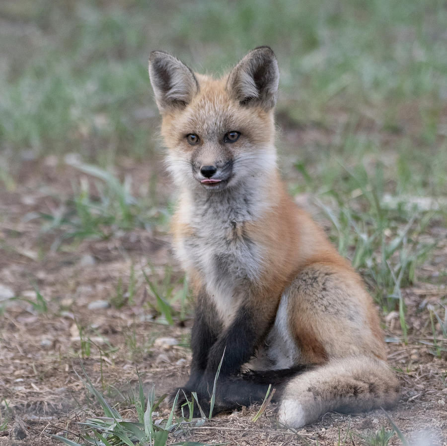 Fox Kit Photograph by Patrick Nowotny