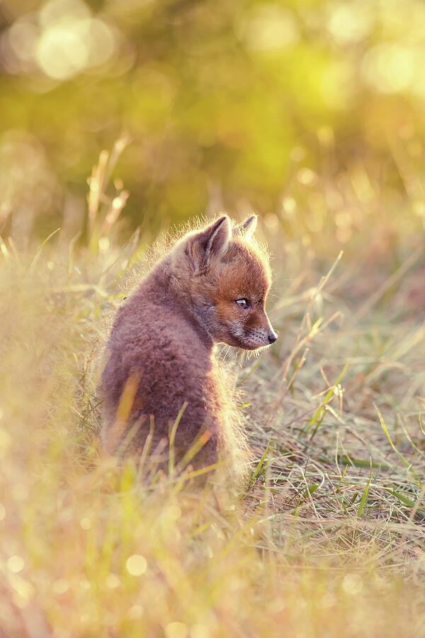 Animal Photograph - Fox Kit Series - Cuteness in Foxcoat by Roeselien Raimond
