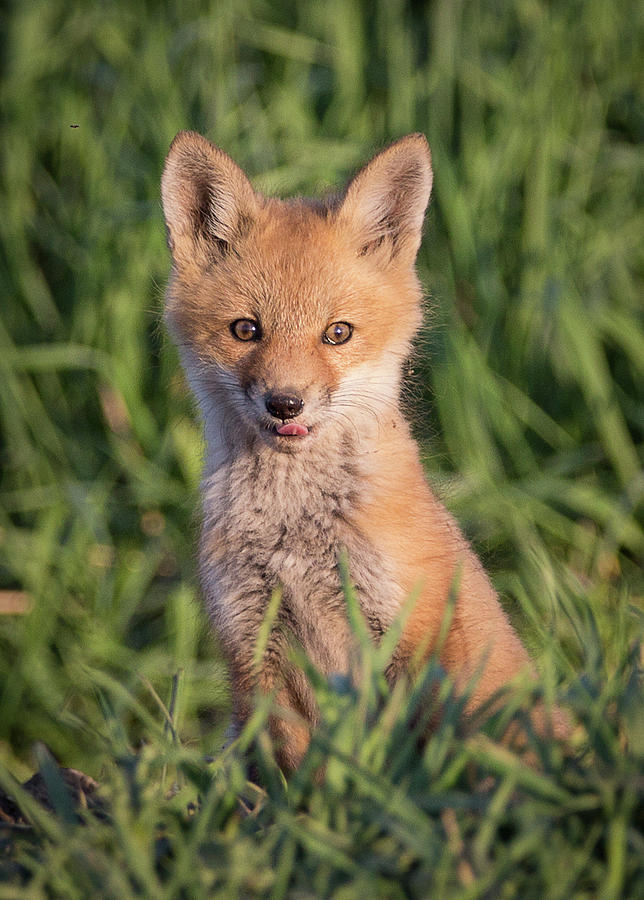 Fox kit sticking its tongue out Photograph by Lorraine Matti - Pixels