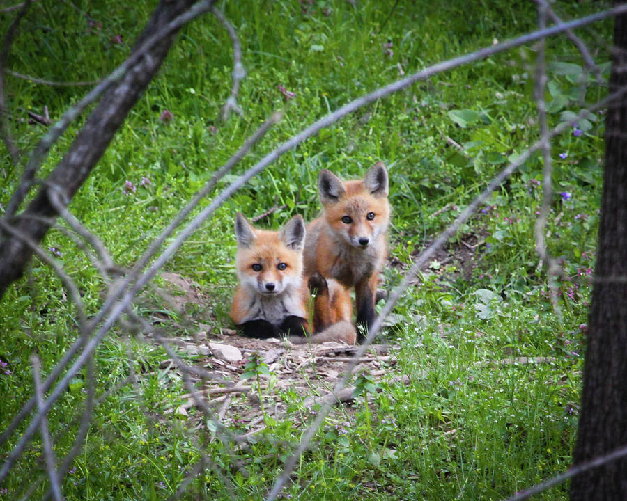 Fox Kits Photograph by Greg Smith