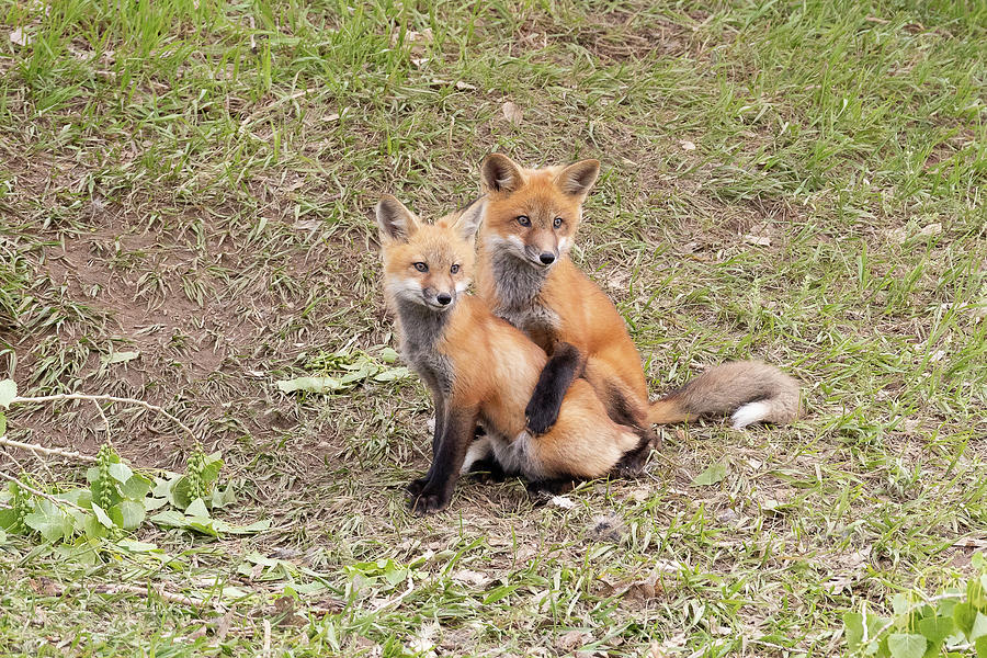 Fox Kits Hug Photograph by Tony Hake - Fine Art America