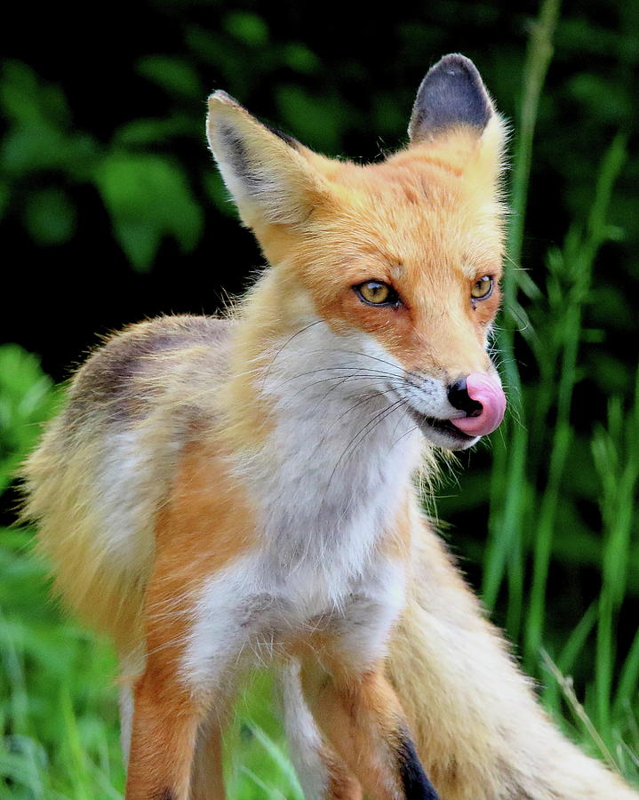 Fox Licking Chops Photograph