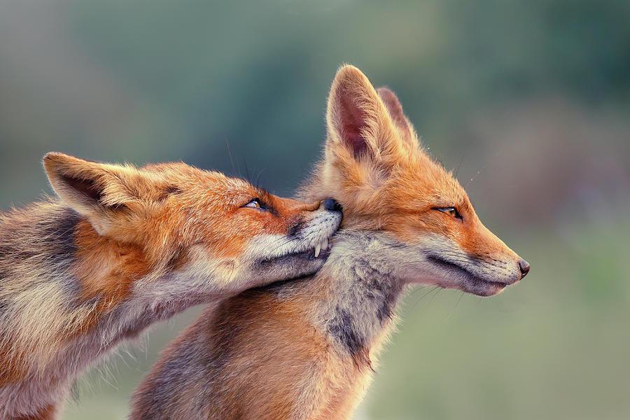 Nature Photograph - Fox Love Series - Love Ya by Roeselien Raimond