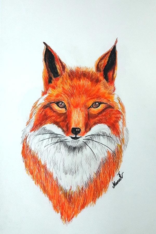 Animal Drawing - Fox by Manar Hawsawi Animal Drawing - Fox by Manar Hawsawi