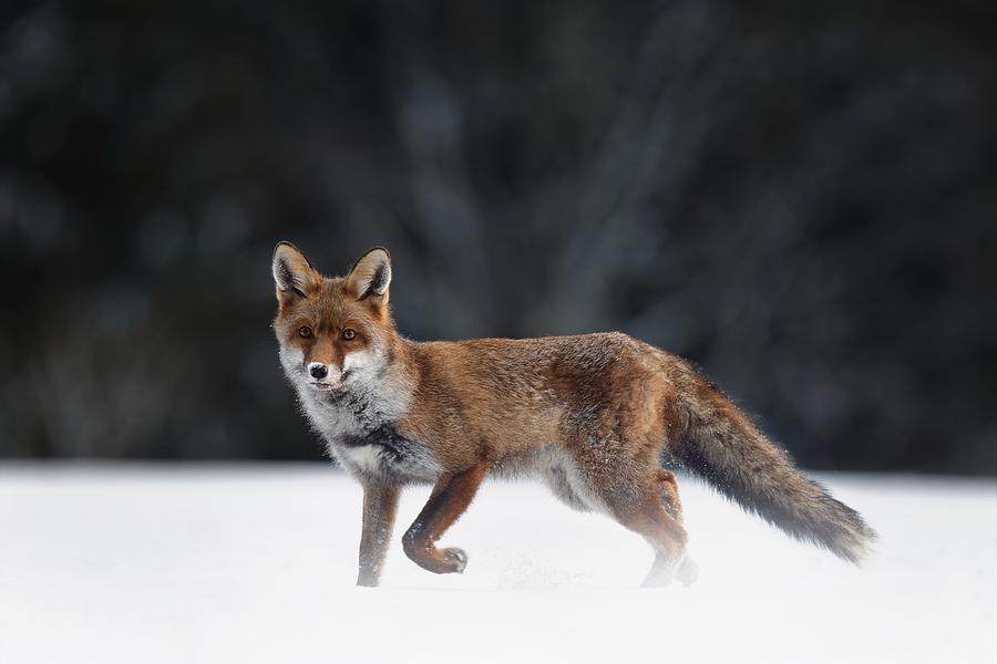 Animal Photograph - Fox by Michaela Fireov