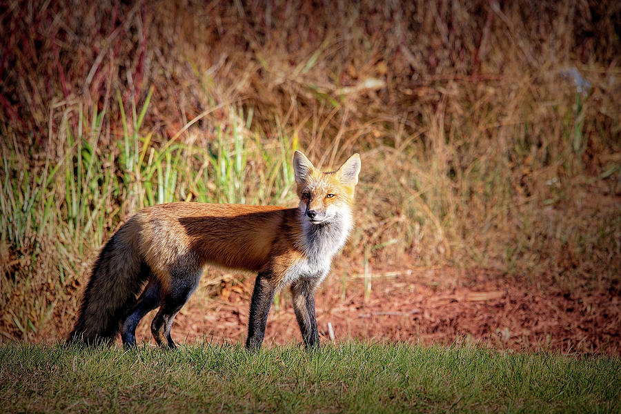Fox on Prince Edward Island Photograph by Deborah Penland