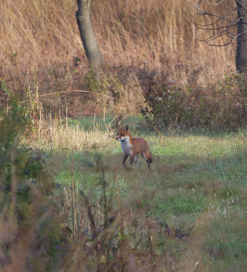 Fox on prowl Photograph by Paul Ross