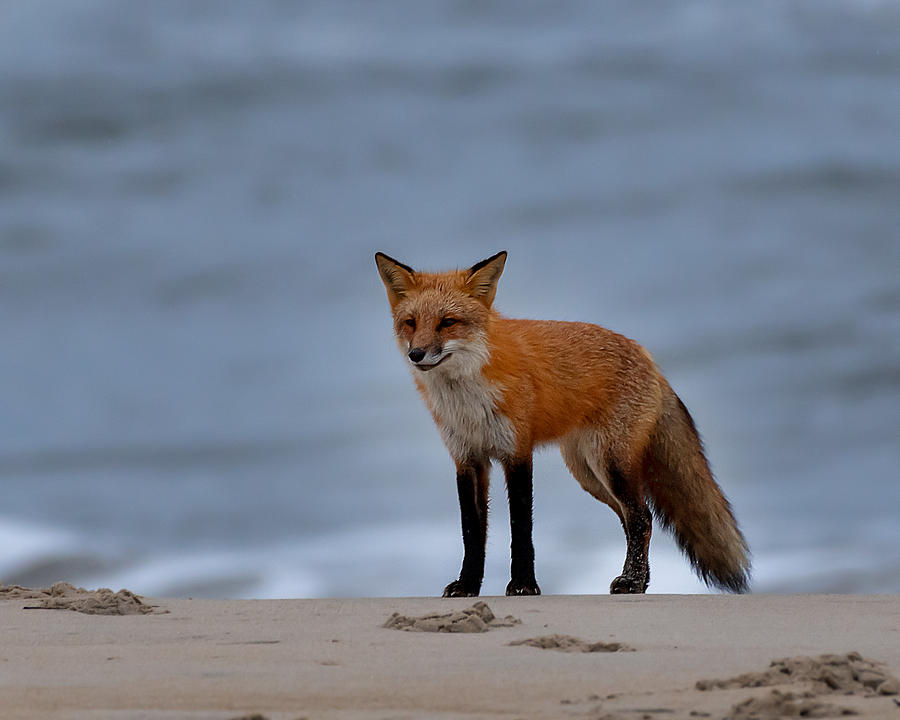 fox image life's a beach buttstain - ジャケット・アウター